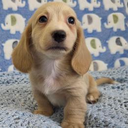 Byrom 2800 - Cream male Dachshund puppy in Gatesville, Texas from CJ's Dach Dynasty