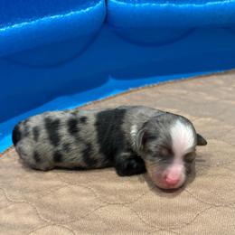 Sterling - Blue merle male Toy Australian Shepherd puppy in Bixby, Oklahoma from Roeboat Aussies