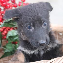 2569 Female Full DDR East German - Sable female German Shepherd puppy in Newville Al, Alabama from Triple S DDR German Shepherds