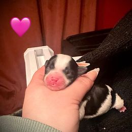 Girl 1 - Black female Morkie puppy in Aliquippa, Pennsylvania from The Morkie Mom