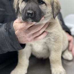Anatolian Shepherd Dog Puppies from Smithville Hay Livestock Guardian Dogs