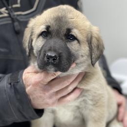 Anatolian Shepherd Dog Puppies from Smithville Hay Livestock Guardian Dogs