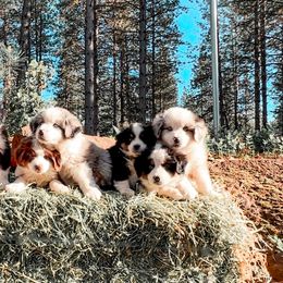 Miniature American Shepherd and Miniature Australian Shepherd Puppies from Whiskeytown Aussies
