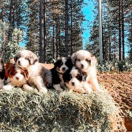 Miniature American Shepherd and Miniature Australian Shepherd Puppies from Whiskeytown Aussies
