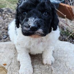 Girl 1 - Black and white female Cavapoo puppy in Nibley, Utah from Angel Breed Solutions