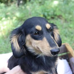 Tiana - Dachshund