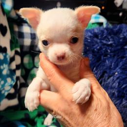 Chavez - White male Chihuahua puppy in Gerald, Missouri from OutLaw Chihuahua's