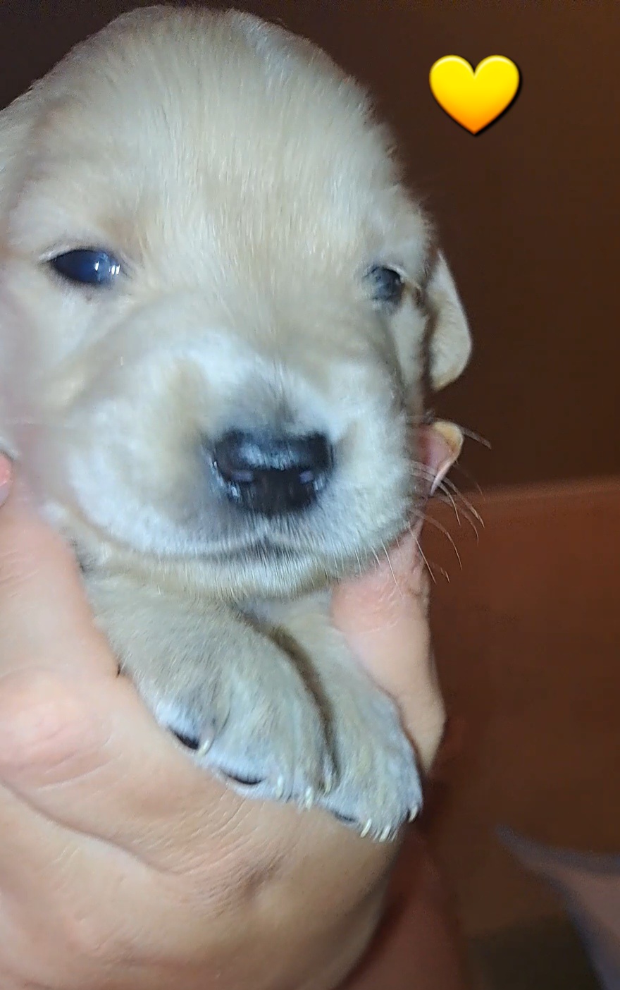 Rosey - Light golden Golden Retriever puppy in Maricopa, Arizona from Daisy's Golden Kisses- Golden Retrievers of Arizona