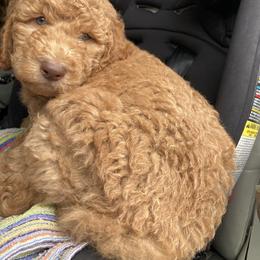 Goldendoodle Puppies from Golden Paws Farm