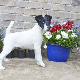Smooth Fox Terrier and Whippet Puppies from Mardel Robeson