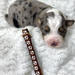 Tax - Blue merle male Australian Shepherd puppy in Vail, Iowa from Homegrown Huskies