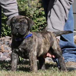 Blue Collar - Tiger male Perro de Presa Canario puppy in Pocahontas, Illinois from Cabeza Grande Kennel