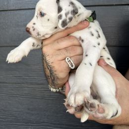 Matcha female - White and liver brown Dalmatian puppy in Tampa, Florida from Black House Dalmatian