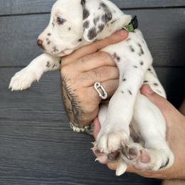 Matcha female - White and liver brown Dalmatian puppy in Tampa, Florida from Black House Dalmatian
