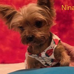 Nina - Yorkshire Terrier