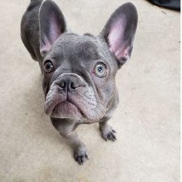 French Bulldog All Grown Up from Fatbat Frenchies