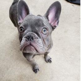 French Bulldog All Grown Up from Fatbat Frenchies