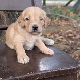 Grey - Apricot male Goldendoodle puppy in Prattville, Alabama from Jericho Junction Doodles and Poodles
