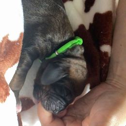 Redbone Coonhound Puppies from Helper Hounds