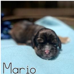Mario - Sable male Cocker Spaniel puppy in Clinton, Oklahoma from Enchanted Spaniels