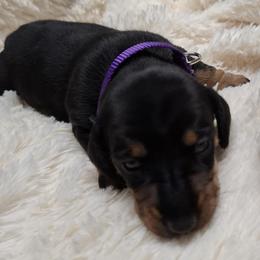 Girl 3 - Black and tan female Dachshund puppy in Salisbury, North Carolina from King's Dachshunds