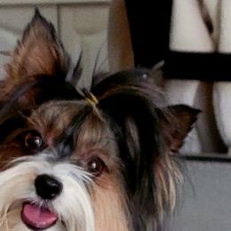 Ava - Biewer Terrier