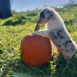 Oakley - Blue merle white and tan female Collie puppy in Waterville, Iowa from Lisa’s Lassies