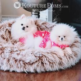 Pomeranian Puppies from Kouture Pomeranians