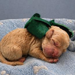 Goose - Cream male Goldendoodle puppy in The Woodlands, Texas from Gracie's Goldendoodles and Bernedoodles