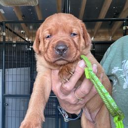 Lime Green - Yellow female Labrador Retriever puppy in Newton Grove, North Carolina from Wayalife Labradors & Gsp’s