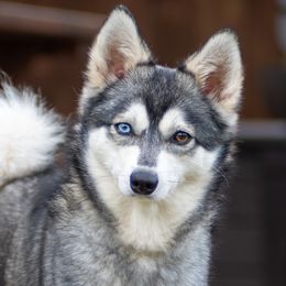 Dasha - Alaskan Klee Kai