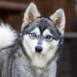 Dasha - Alaskan Klee Kai