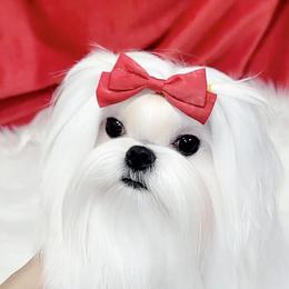 Kimchee - Maltese