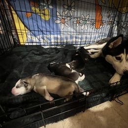 Goldendoodle and Siberian Husky Puppies from All American Pups