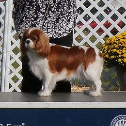 Divine's Enchanted Legacy - Blenheim female Cavalier King Charles Spaniel puppy in Mt. Ulla, North Carolina from Divine Cavaliers