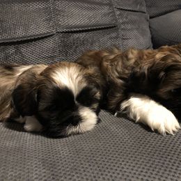 Shih Tzu Puppies from Moore Shih Tzus