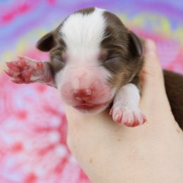 Miniature Australian Shepherd Puppies from True Spirited Aussies