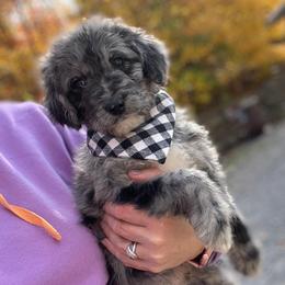 Smokey - Merle male Goldendoodle puppy in Lisbon, Ohio from Willow Lane Doodles