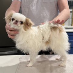 Peaches - Japanese Chin