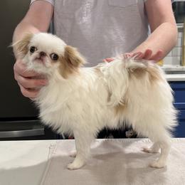 Peaches - Japanese Chin
