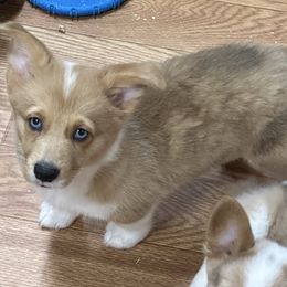 Maple - Sable merle and white female American Corgi puppy in Hico, Texas from Chisholm Trail Kennels