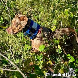 Fancy - Catahoula Leopard Dog