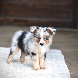 Nitro - Blue merle male Miniature Australian Shepherd puppy in Prague, Oklahoma from Clay Creek Aussies