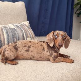 Dachshund puppies from KCK9 Dachshunds