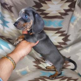 WILLIE: BLUE-TAN BRINDLE - Blue and tan male Dachshund puppy in Swink, Oklahoma from Palali Farm