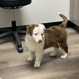 Swiss - Red tri-color male Miniature American Shepherd puppy in Garysburg, North Carolina from Schaefer's Miniature American Shepherds