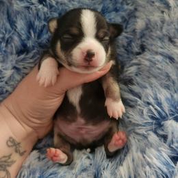 Remmi - Black and tan male Chihuahua puppy in Ashtabula, Ohio from Paw's & Awe's Chihuahuas