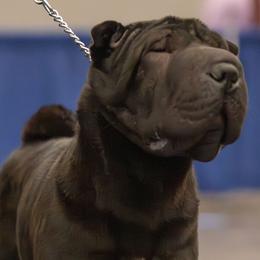 Eihpos LuDawn Would Be Plum Proud FITB - Black female Chinese Shar-Pei puppy in Roseburg, Oregon from Eihpos Shar-Pei