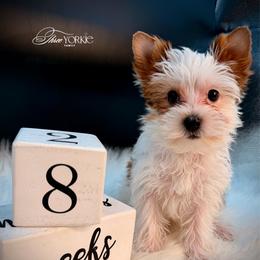Parti' girl - Parti female Yorkshire Terrier puppy in Machesney Park, Illinois from Three Yorkie Family