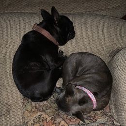 French Bulldogs from Kim Greene's French Bulldogs